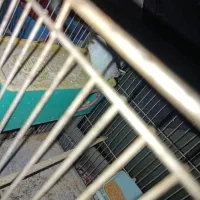 مرغ عشق|پرنده|کارون, |دیوار
