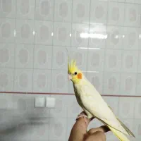 عروس هلندی لوتینو