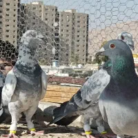 13جفت کفتر دست اولی شب بازی