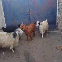 بز داشتی|حیوانات مزرعه|ماهیدشت, |دیوار