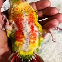 جوجه گرینچیک آناناسی سرلاکی دبل رد|پرنده|بندرعباس, |دیوار