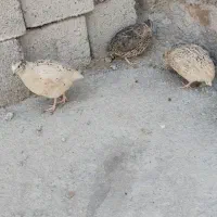 بلدرچین تخمگذار