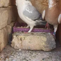 موشی کاکلی|پرنده|سمنان, |دیوار