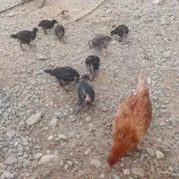 مرغ وخروس