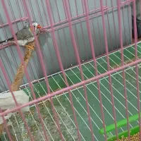 فنچ|پرنده|مسجد سلیمان, |دیوار