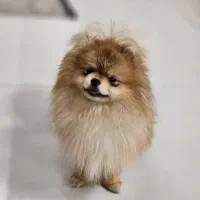 واگذاری پامرانین