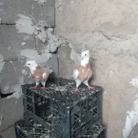 کبوتر