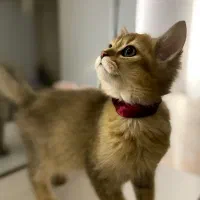 گربه بریتیش۴ماهه نر واگذاری