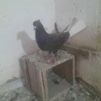 اشعل قهوایی ماده