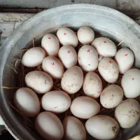 تخم نطفه دار اردک اسرائیلی