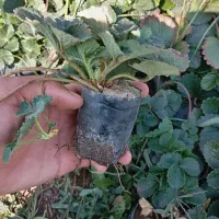 نهال توت فرنگی دهبکری|گل و گیاه طبیعی|جیرفت, |دیوار