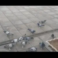 سه تا ترکیه بفروش میرسد|پرنده|کشاورز, |دیوار