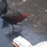 شش تاجوجه خروس بزرگ