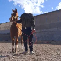 کره مادیان 23 ماهه