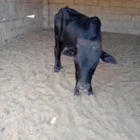 شهرستان شادگان مسیر توپچی روستای نهر صالح