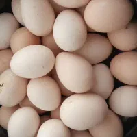 تخم مرغ محلی تازه