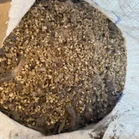 کودکبک