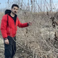 نهال گردو، سیب مراکل ، انار