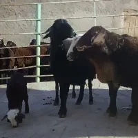 10 راس گوسفند جوان|حیوانات مزرعه|مهربان, |دیوار