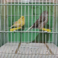 جفت قناری کِرِست (Crest) بسیار زیبا و جذاب