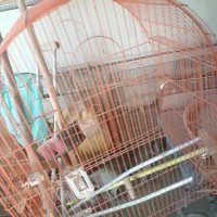 قفس کاسکو
