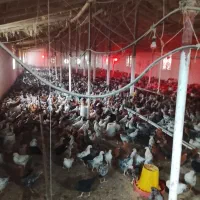 جوجه گلپایگان