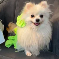 پامرانین عروسکی ماده یکساله