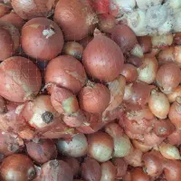 پیاز|عمده‌فروشی|دورود, |دیوار