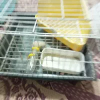 قفس خرگوش با لوازم جانبی در حد نو|لوازم جانبی حیوانات|تهران, جوادیه تهرانپارس|دیوار