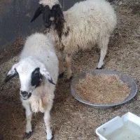 دو عدد بره شیر مست اماده پروار|حیوانات مزرعه|کاشان, امام خمینی|دیوار