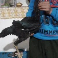 جوجه مرغ خروس لاری|پرنده|میاندوآب, |دیوار