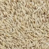 جو خارجی یه دست و تمیز