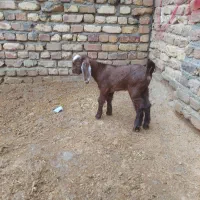 بزغاله نرو ماده|حیوانات مزرعه|کنگاور, |دیوار