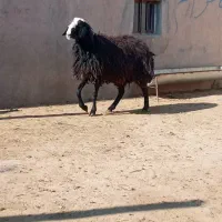 دام با کیفیت و گله داشتی