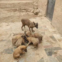 واگذاری توله سگ