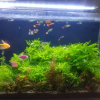 اکواریوم گیاه طبیعی|ماهی|مشهد, نیزه|دیوار