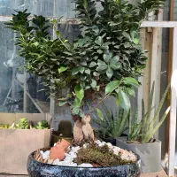 گل و گیاه بونسای فضای سبز بازار گل|گل و گیاه طبیعی|تهران, آهنگ|دیوار