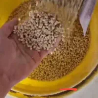 تولید غذا ماهی گرمابی و سردابی . ذرت شکسته|ماهی|اهواز, کوی ابوالفضل|دیوار