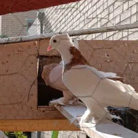 مفلق طوقی|پرنده|اصفهان, کوی امیریه|دیوار