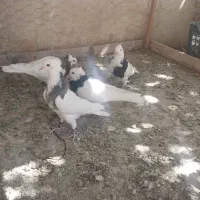 جوجه کفتر طوق سرور