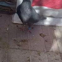 کبوتر ماده گمشد