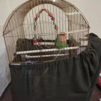 طوطی برزیلی مولد