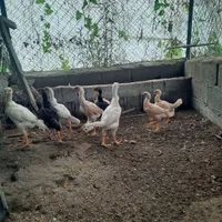 جوجه مرغ لاری