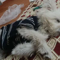 حیوان|سگ|قم, لسانی|دیوار