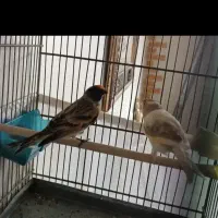 گلبسر جفتی‌قناری