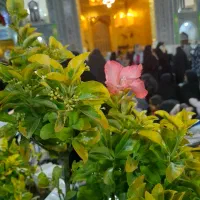 سرایداری وحراست