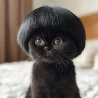 گربه توضیحات بخون