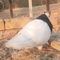 طوقی جفتیبشرطپرشوتخمقیمتمناسب