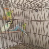 مرغ عشق ۵ تا فروشی