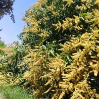 باغبان|خدمات باغبانی و درختکاری|فاریاب, |دیوار